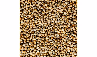 Pearl Millet