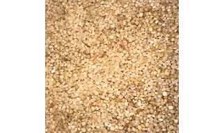 Little Millet