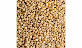 Sorghum Millet