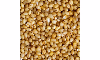 Foxtail Millet