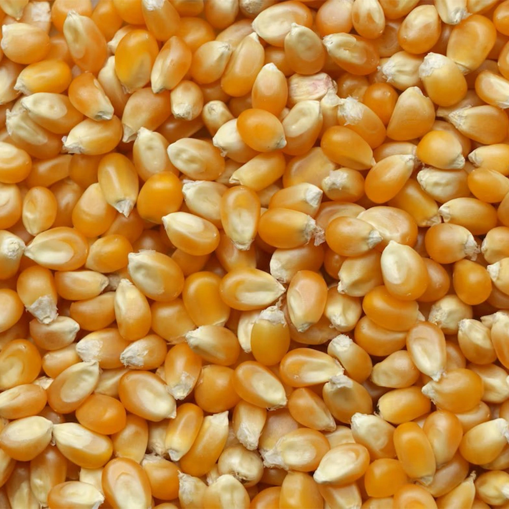 Yellow Maize Dried-1024