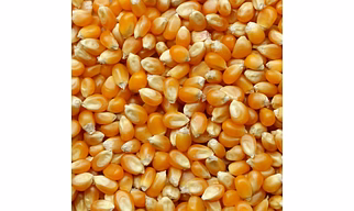 Yellow Maize Dried