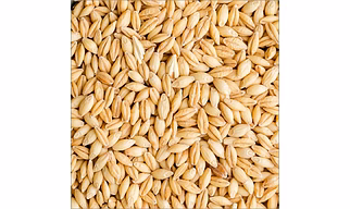Barly(Hordeum vulgare)