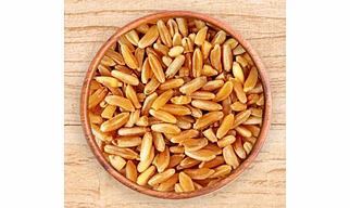 Durum Wheat/Macaroni Wheat