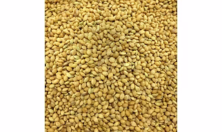 Foxtail Millet
