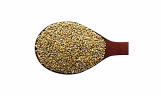 Millet Pearl