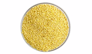 Proso millet (Panicum miliaceum)