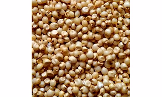 Sorghum millet