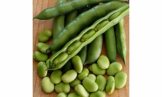 Broad Beans