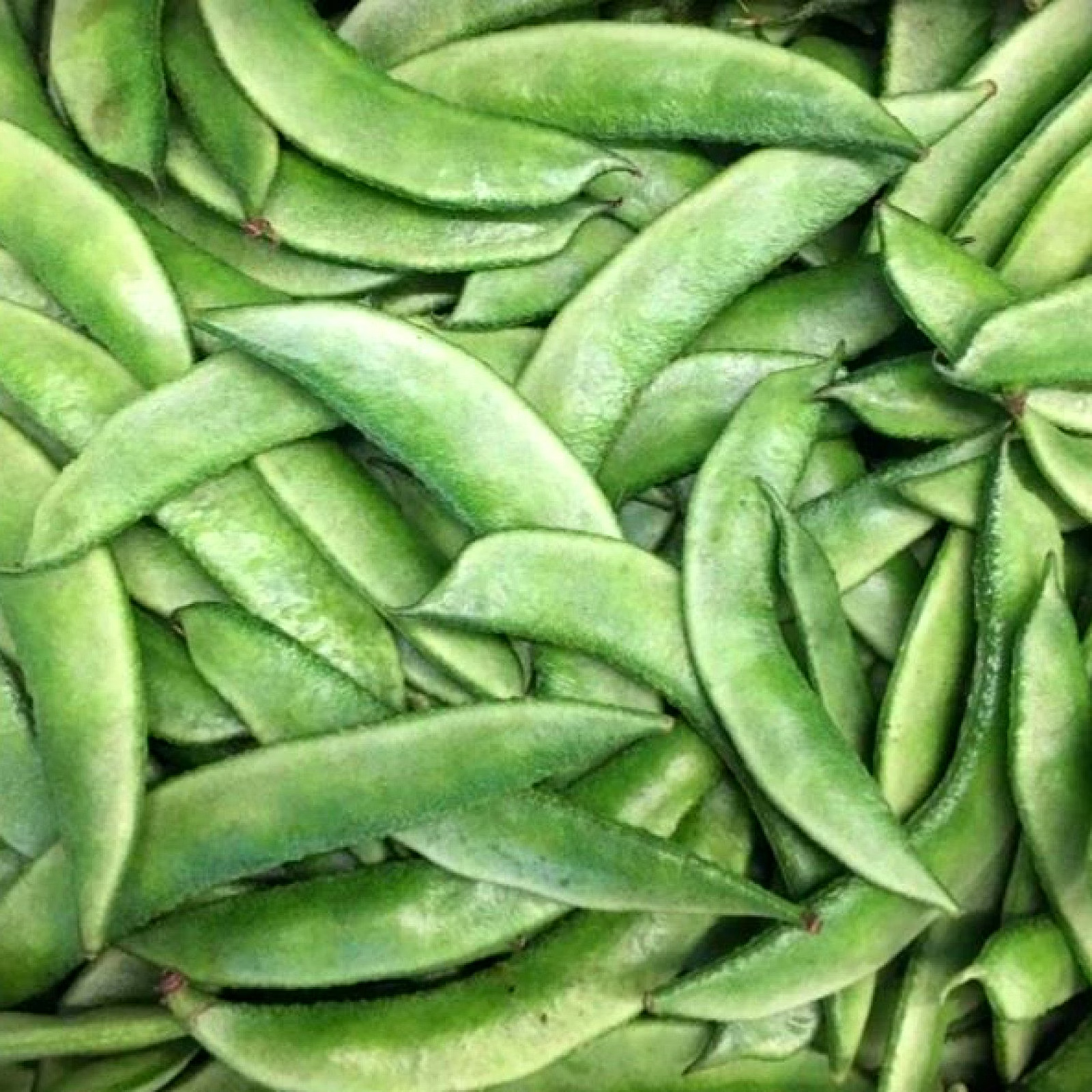 Broad Beans image 3