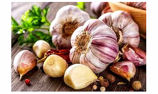 Garlic