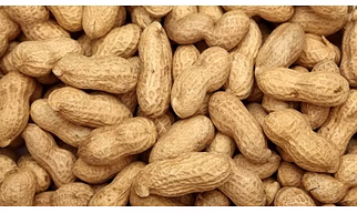 Ground Nuts