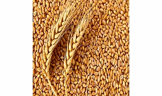 Wheat Gluten