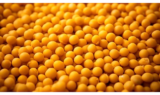 Yellow Peas