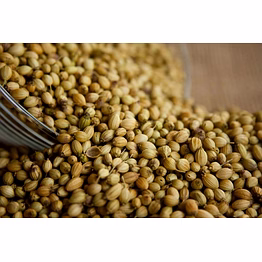 coriander