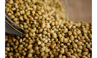 Coriander