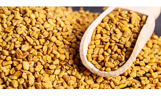 Fenugreek