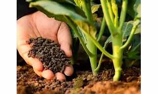Organic Fertlizers