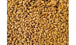 Little Millet
