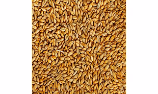 Barley Seeds