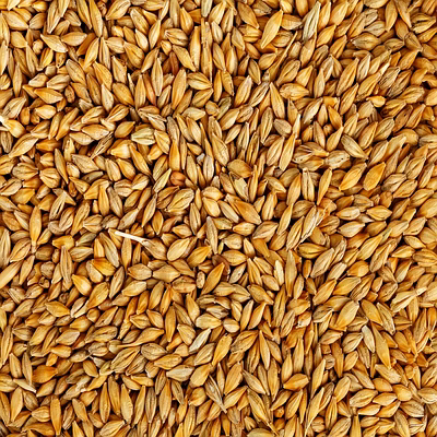 barley seeds