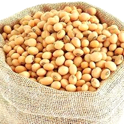 Soyabean non gmo-12289532