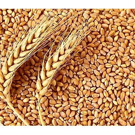 wheat