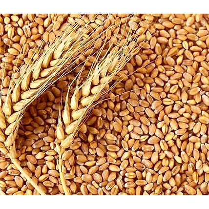 wheat-12361506