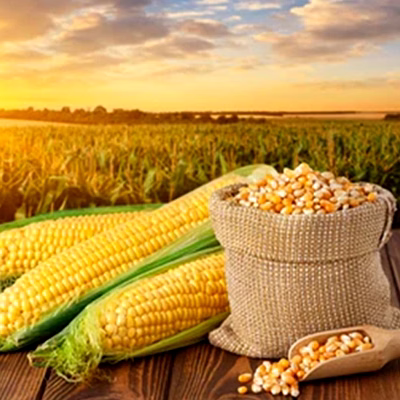 maize