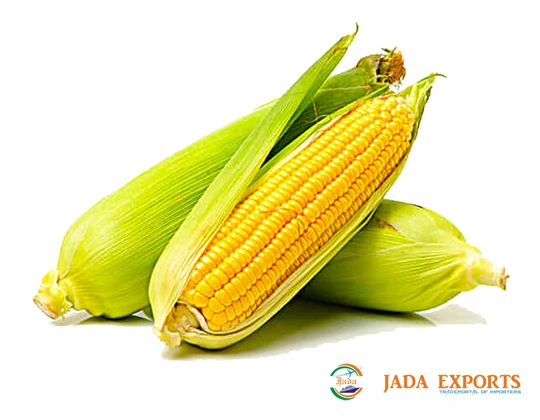 Yellow Maize-Jada1062