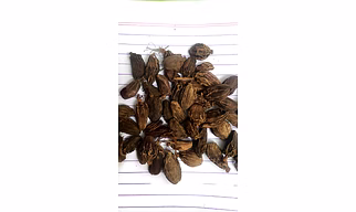 Large Cardamom | Black Cardamom - Natural, chemical free