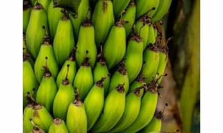 BANANA