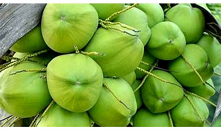 TENDER COCONUT
