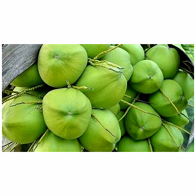 tender coconut