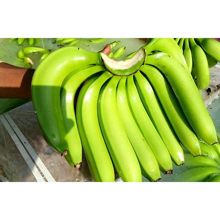 A Grade G9 Cavendish Banana-5