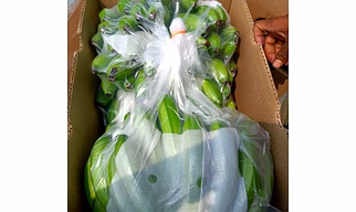A Grade G9 Cavendish Banana