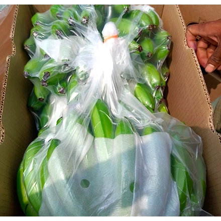 A Grade G9 Cavendish Banana-12310230