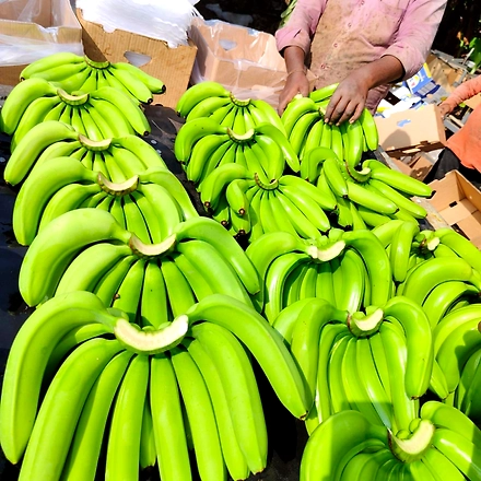 A Grade G9 Cavendish Banana-2