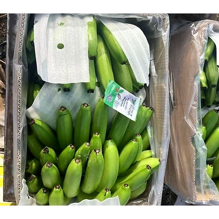 A Grade G9 Cavendish Banana-4