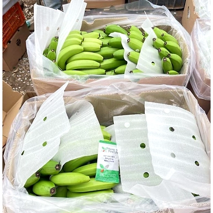 A Grade G9 Cavendish Banana-3