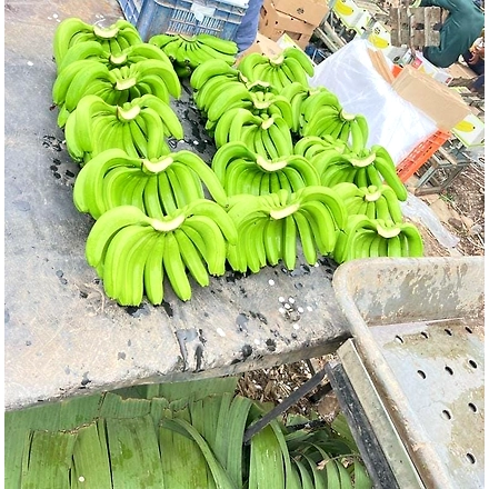 A Grade Green Banana-1