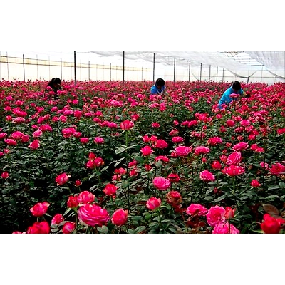 Fresh Cut Roses-1