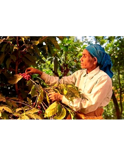 COFFEE BEANS-12311598