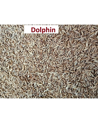 cumin seeds-10%MOISTURE-30kg minimum-30kg minimum-8%moisture-0.25%MAX IMPURITY-30KG MINIMUM-10%MOISTURE-8% MOISTURE-1