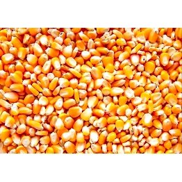 Yellow Maize Seeds