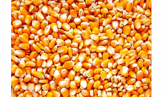 Yellow Maize Seeds