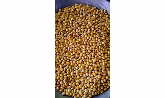 Organic Soyabean Seeds