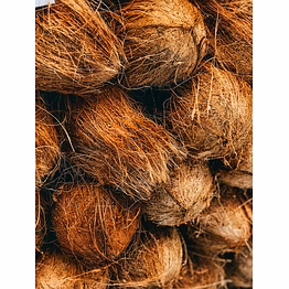 glb new coconuts