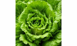 Lettuce Roman 1 kg