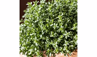 Thyme 1 kg